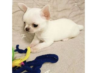 CHIHUAHUA TOY CUCCIOLI bianchi - pagamento rate 12 mesi