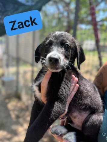 CUCCIOLI IN ADOZIONE - Foto 3
