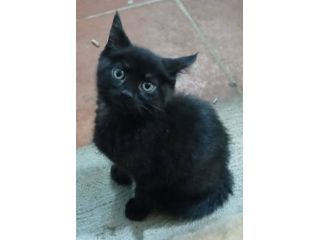 Noir gattino