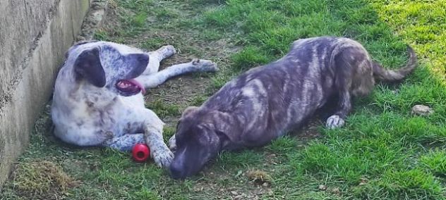 CUCCIOLI IN ADOZIONE - Foto 5