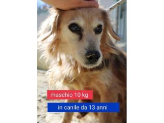 Kobe cagnolino taglia piccola in canile da 13 anni ..