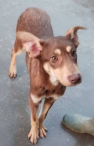 Nutella, cucciolo buonissimo - Foto 3
