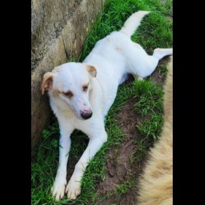 LIAM PACATO E AMOREVOLE; CAGNOLINO IN ADOZIONE - Foto 6