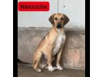 NIETZSCHE CUCCIOLO IN ADOZIONE Taglia medio contenuta 10 mesi