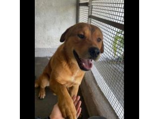 SIGFRIDO DOLCISSIMO CANE IN ADOZIONE