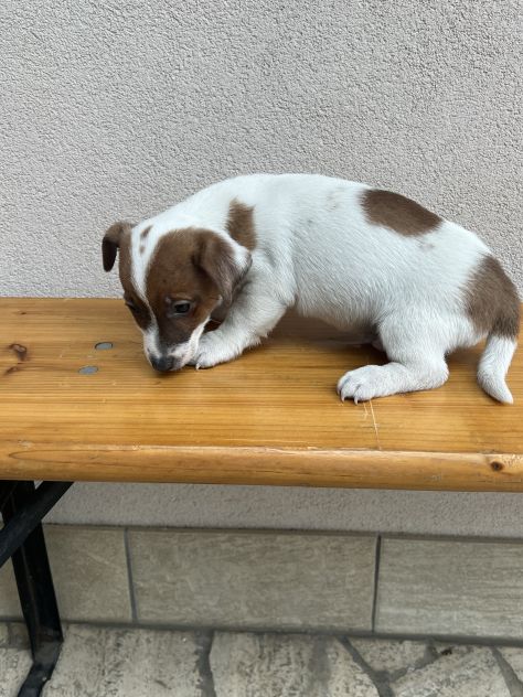 Jack Russell - Foto 5