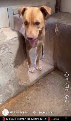 Il dolce Freesby cerca casa cane in adozione - Foto 5