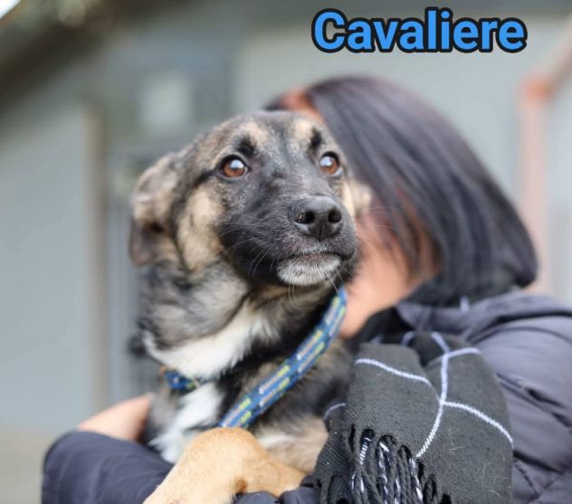 LORICA E CAVALIERE CUCCIOLI IN ADOZIONE - Foto 3