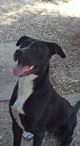 Dyami dolcissimo incrocio pitbull - Foto 2