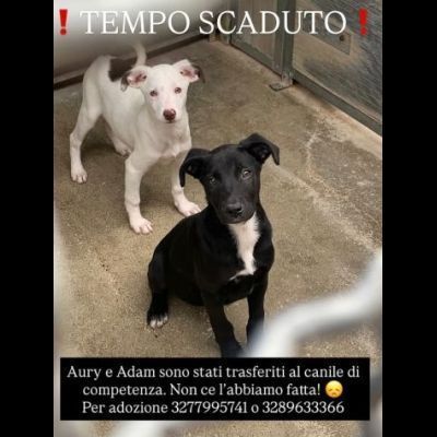 AURY e ADAM SOCIEVOLISSIMI CUCCIOLI IN ADOZIONE - Foto 5