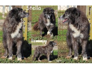 CANI ANZIANI - Stella nata nel 2012