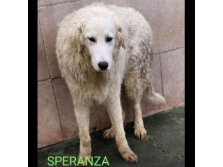 CANILE DI 3.000 CANI I POST SONO LA LORO UNICA POSSIBILITA' DI VISIBILITA'