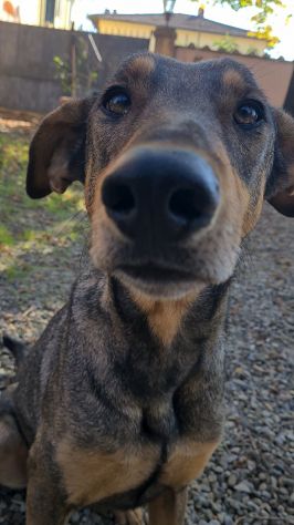 ARTU', magnifico mix DOBERMANN - Foto 7