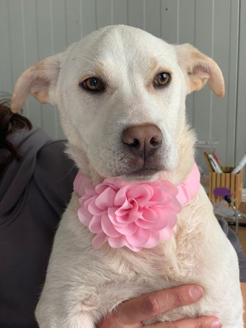 La dolcezza di AKIRA, simil labrador, ti aspetta. Adottala!
