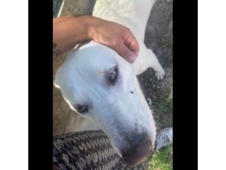 HOTSPOT GIOIOSO AFFETTUOSO SOCIEVOLE, CAGNOLINO IN ADOZIONE