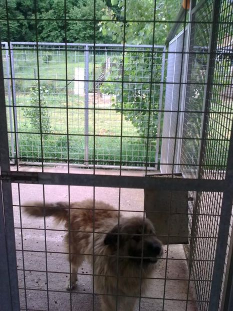 RUFUS, bellissimo timidone - Foto 3