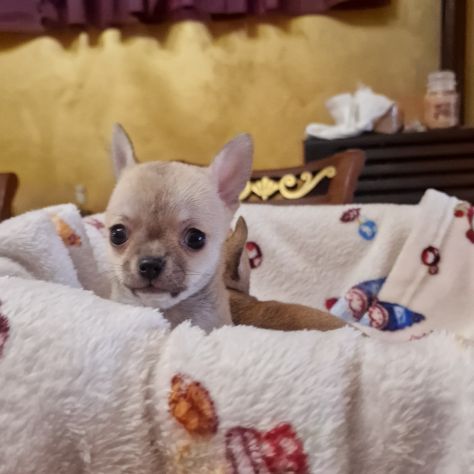 Cuccioli di chihuahua cuccioloni - Foto 4