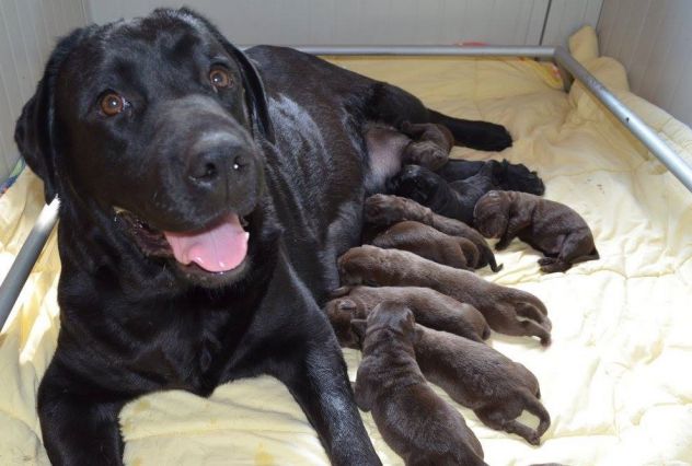 Cucciolo Labrador con Pedigree - Allevamento Labrador EXPO - Foto 10