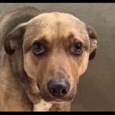 HIROITO, CERCHIAMO QUALCUNO CHE LEGGA NEL SUO CUORE CAGNOLINO IN ADOZIONE - Foto 2