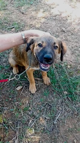 GIGIA E BEAU, 3 MESI (01/07/26), TAGLIA MEDIA, TROVATI IN CAMPAGNA, CERCANO CASA - Foto 5
