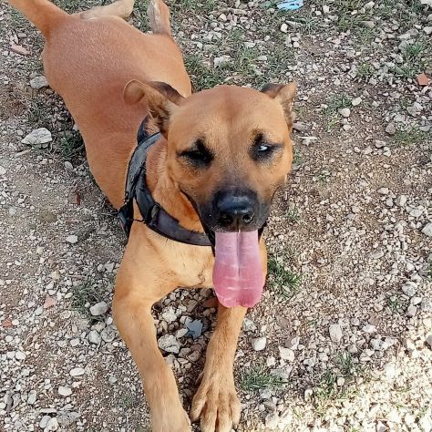 Sasha 3anni mix Pitbull color miele 1occhio azzurro.CASERTA
