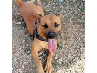 Sasha 3anni mix Pitbull color miele 1occhio azzurro.CASERTA