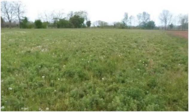 Immobile in asta di 29838 m² in vendita a Paese - Foto 3