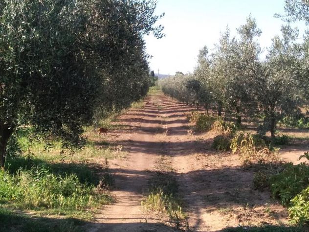 Terreno agricolo 1ha con annesso 26mq circa - Foto 6