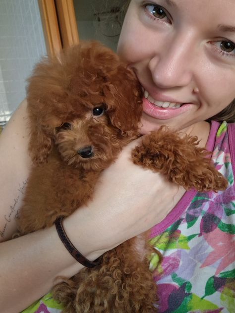 BARBONCINI TOY ROSSO SCURO CON PEDIGREE ENCI – 4 MESI ❤️ - Foto 3