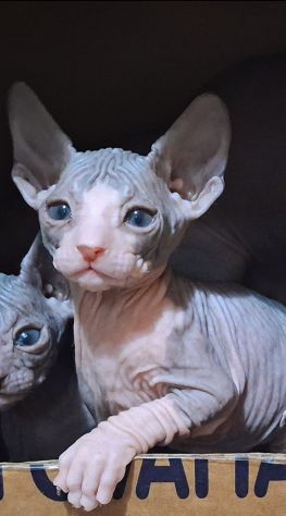 Sphynx, gatto nudo