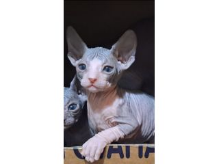 Sphynx, gatto nudo