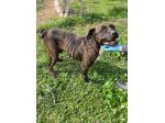 Tasha adozione cane tripode