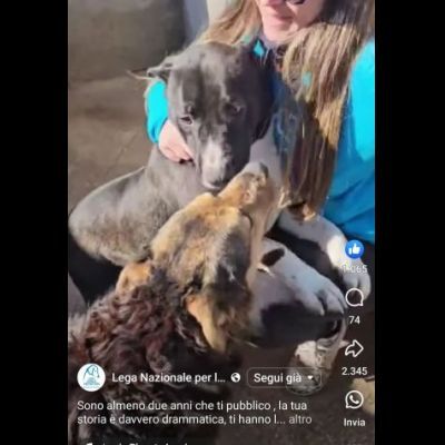 SILVESTRO DESIDERIO DI CAREZZE CANE IN ADOZIONE - Foto 7