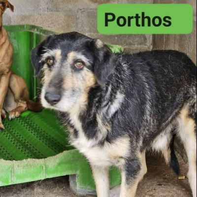 La triste storia dei tre moschettieri cagnolini in adozione - Foto 2