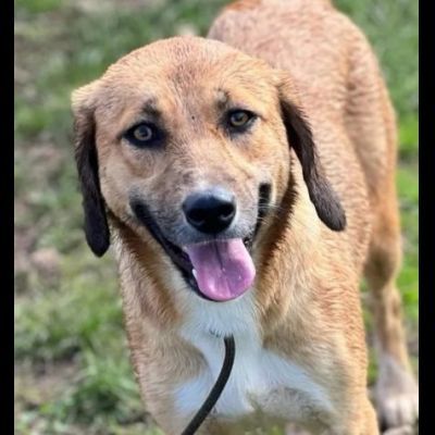 TENERA CAGNOLINA DA ADOTTARE