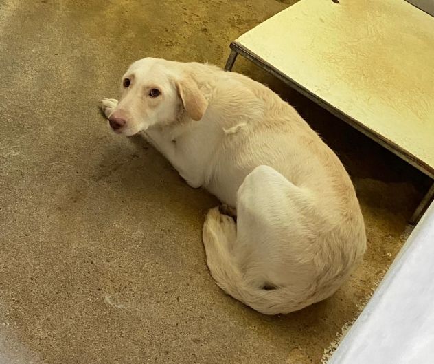 ELETTRA UNA DELLE MIGLIAIA DI ANIME PERSE CAGNOLINA IN ADOZIONE - Foto 4