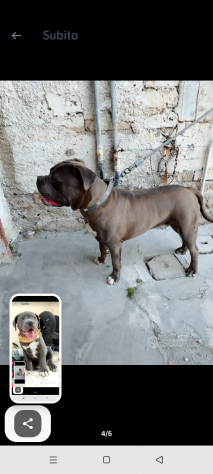American bully - Foto 4