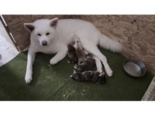 Cuccioli di Akita inu