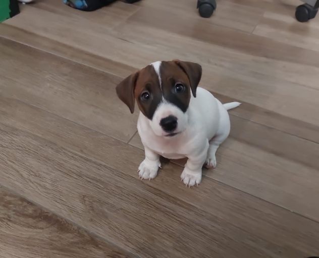 Accoppiamento Jack Russell - Foto 4