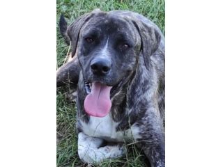 ZENO AMABILE E COCCOLONE: CANE IN ADOZIONE