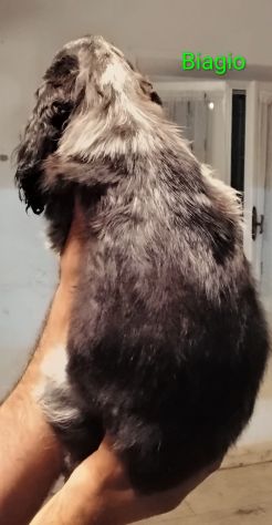 Cucciolo cocker spaniel inglese Blu roano - Foto 3