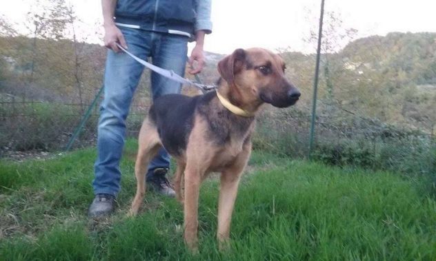 COCCO, cane affettuoso - Foto 2