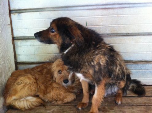NONNINO, adozione del cuore - Foto 3
