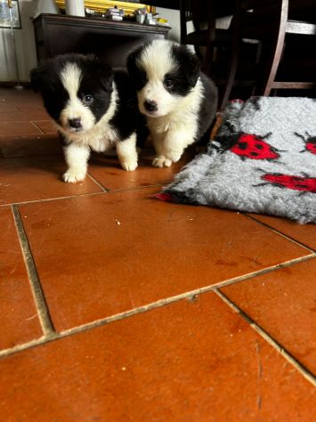 Cuccioli border collie - Foto 5