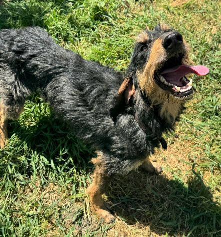 Aramis 5 anni segugio pelo ruvido