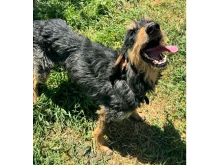 Aramis 5 anni segugio pelo ruvido