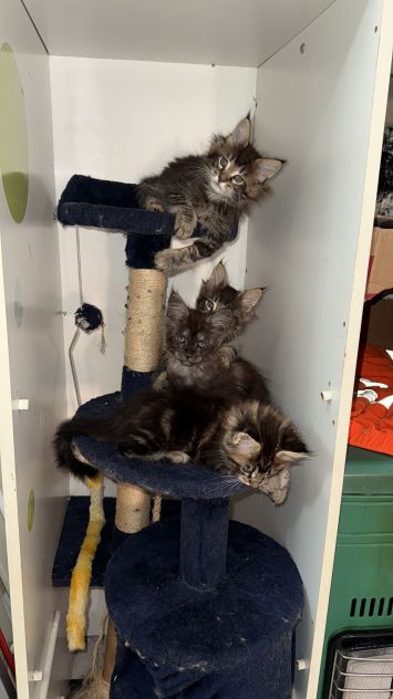 Maine Coon xxl AltaGenetica - Foto 9