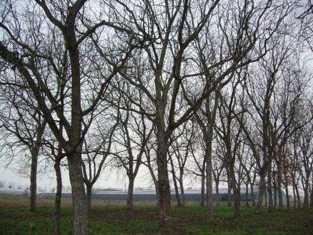 alberi di noce - Foto 6