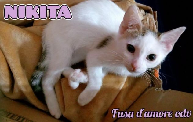 NIKITA, dolce gattina in adozione - Foto 3