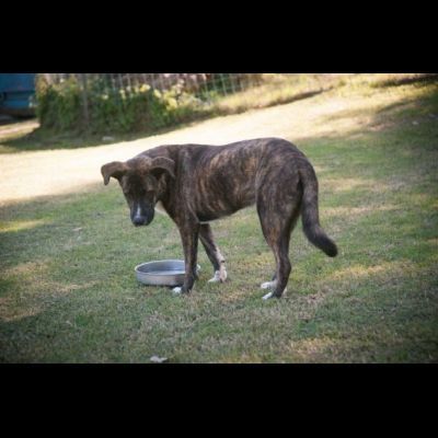 LA DOLCEZZA DI GIULIO, CANE IN ADOZIONE - Foto 2